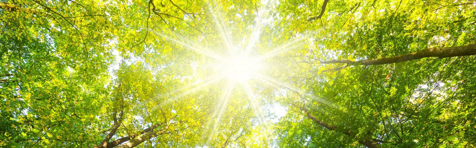 Sonnenlicht fällt durch das Blätterdach üppiger grüner Bäume und verbreitet einen warmen Schein. Die Szene vermittelt ein Gefühl von Ruhe und natürlicher Schönheit.